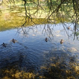 Majerovo vrilo, Sinac